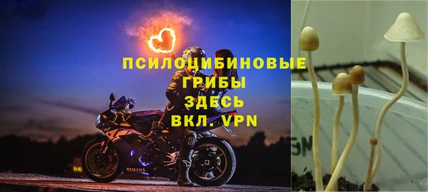 прущие грибы Балахна